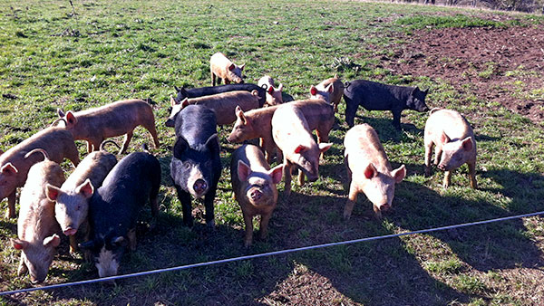 Happy pigs in paddock